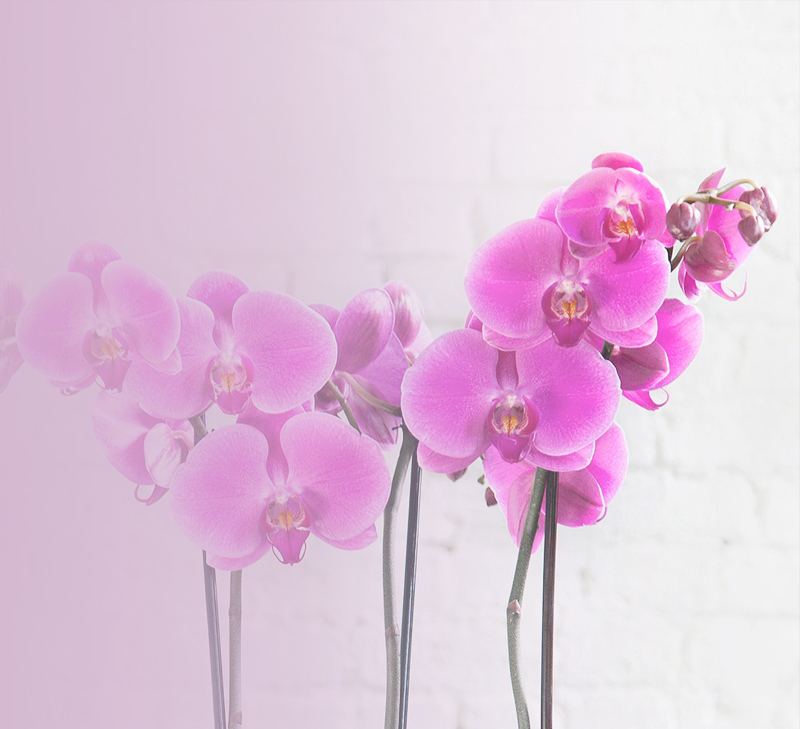 Web Design  and E-commerse Mississauga - 4 Orchids